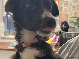 Mixed Breed dogs Collie cross pups - Advert 5