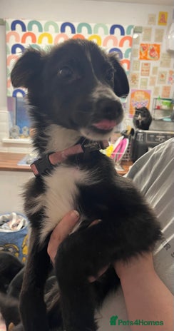 Mixed Breed dogs Collie cross pups - Advert 1