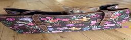 Mixed Breed cats for sale: The most adorable kittens 🐱🐱! - Advert 2
