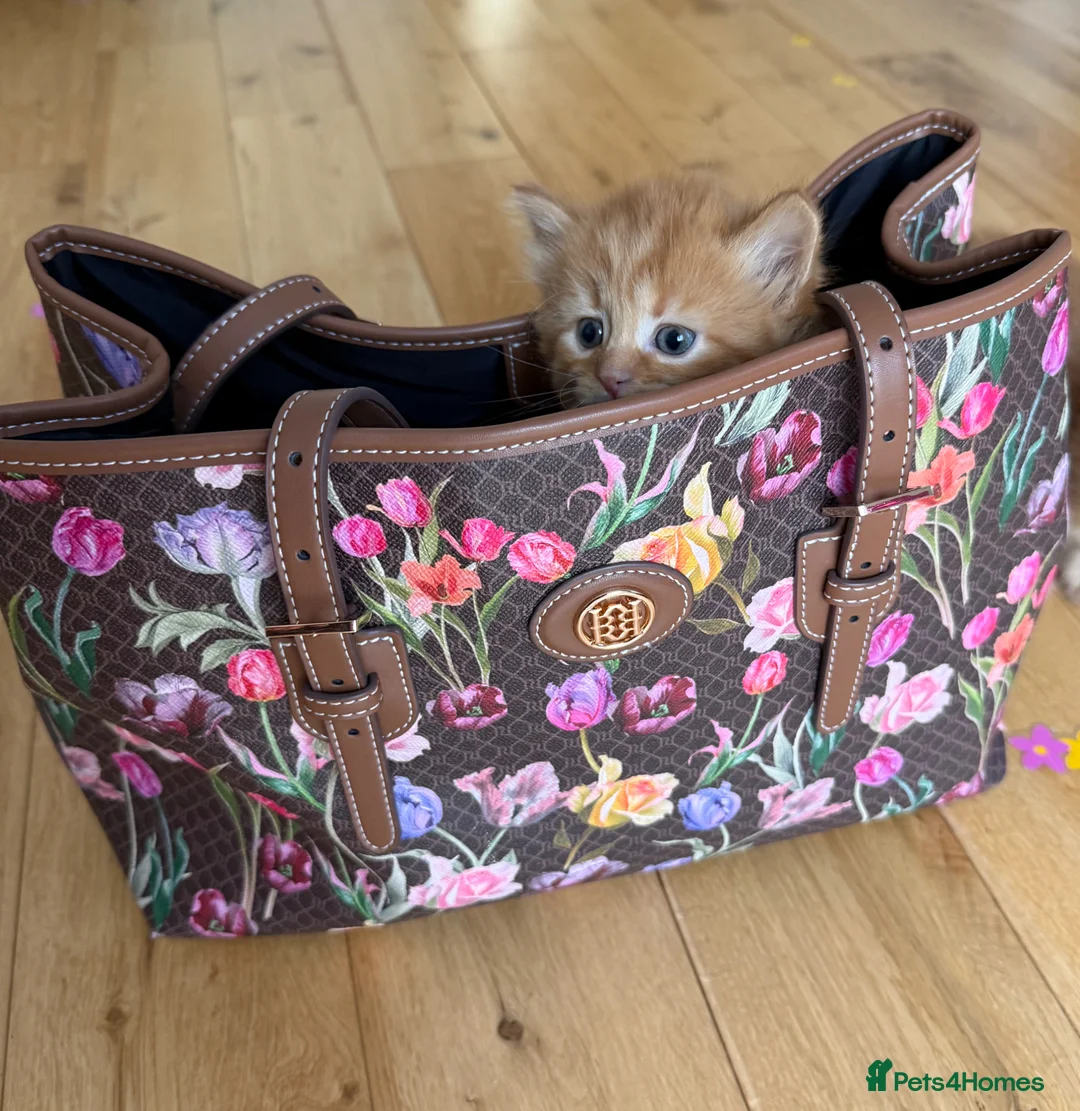 Mixed Breed cats for sale: The most adorable kittens 🐱🐱! - Advert 2
