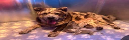 Chow Chow dogs for sale: Genuine exotic colour chowski puppies for sale - Advert 34