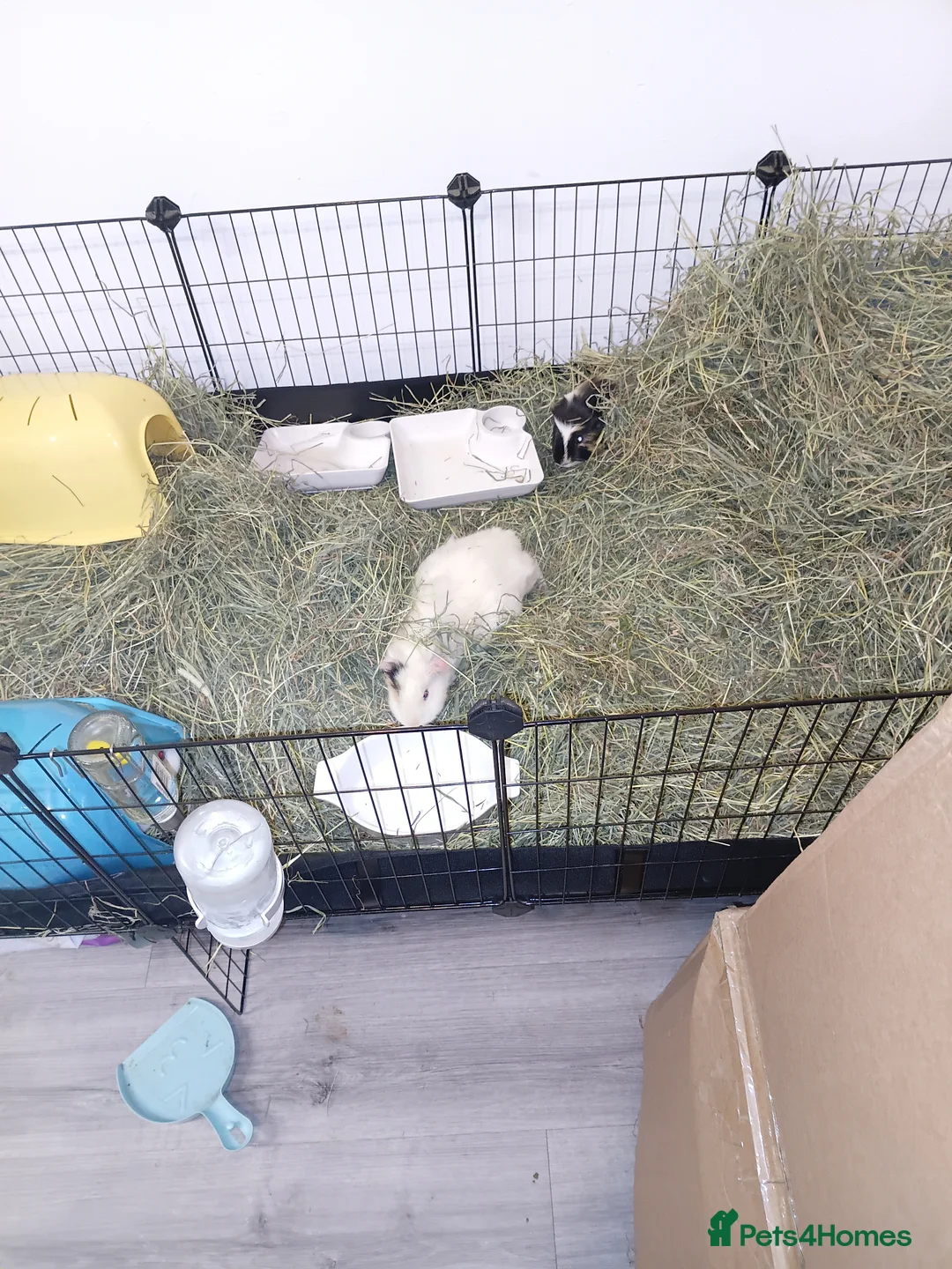 Guinea Pig rodents for sale: 4 Guinea Pigs in need of a new home - Advert 6