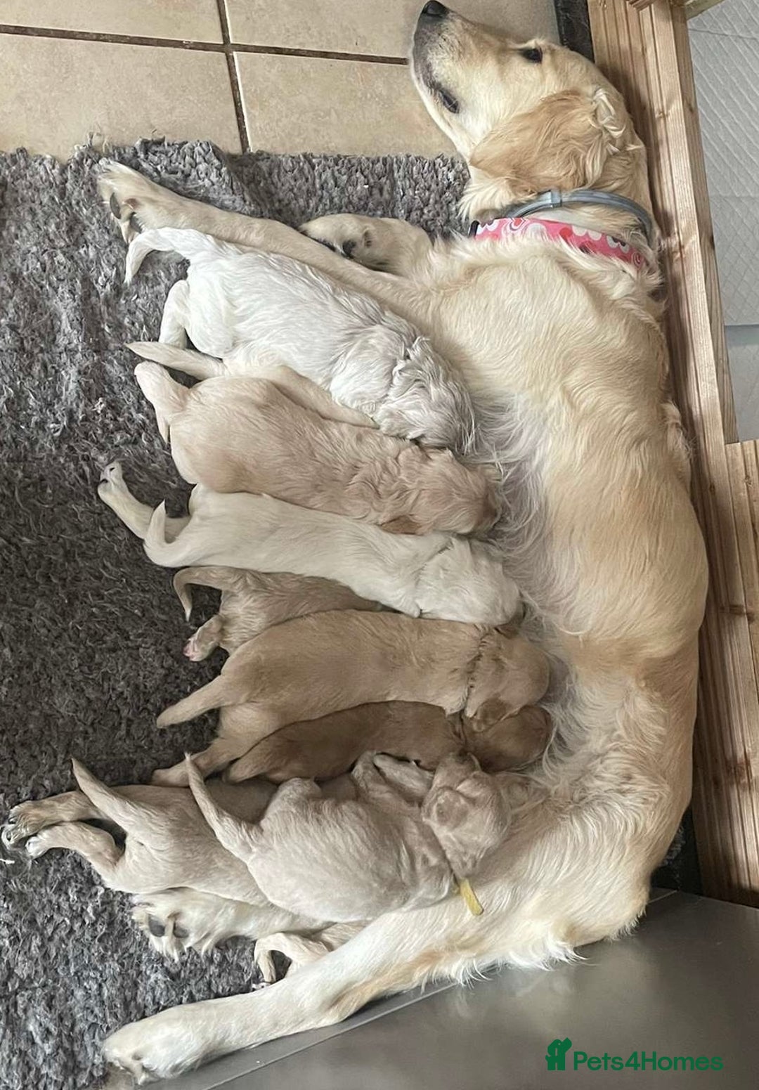Mixed Breed dogs for sale: 8 Gorgeous Golden doodles  - Image 10