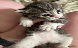 Domestic Shorthair cats for sale: BEAUTIFUL KITTENS FOR SALE, READY TO GO 29th AUG - Image 15