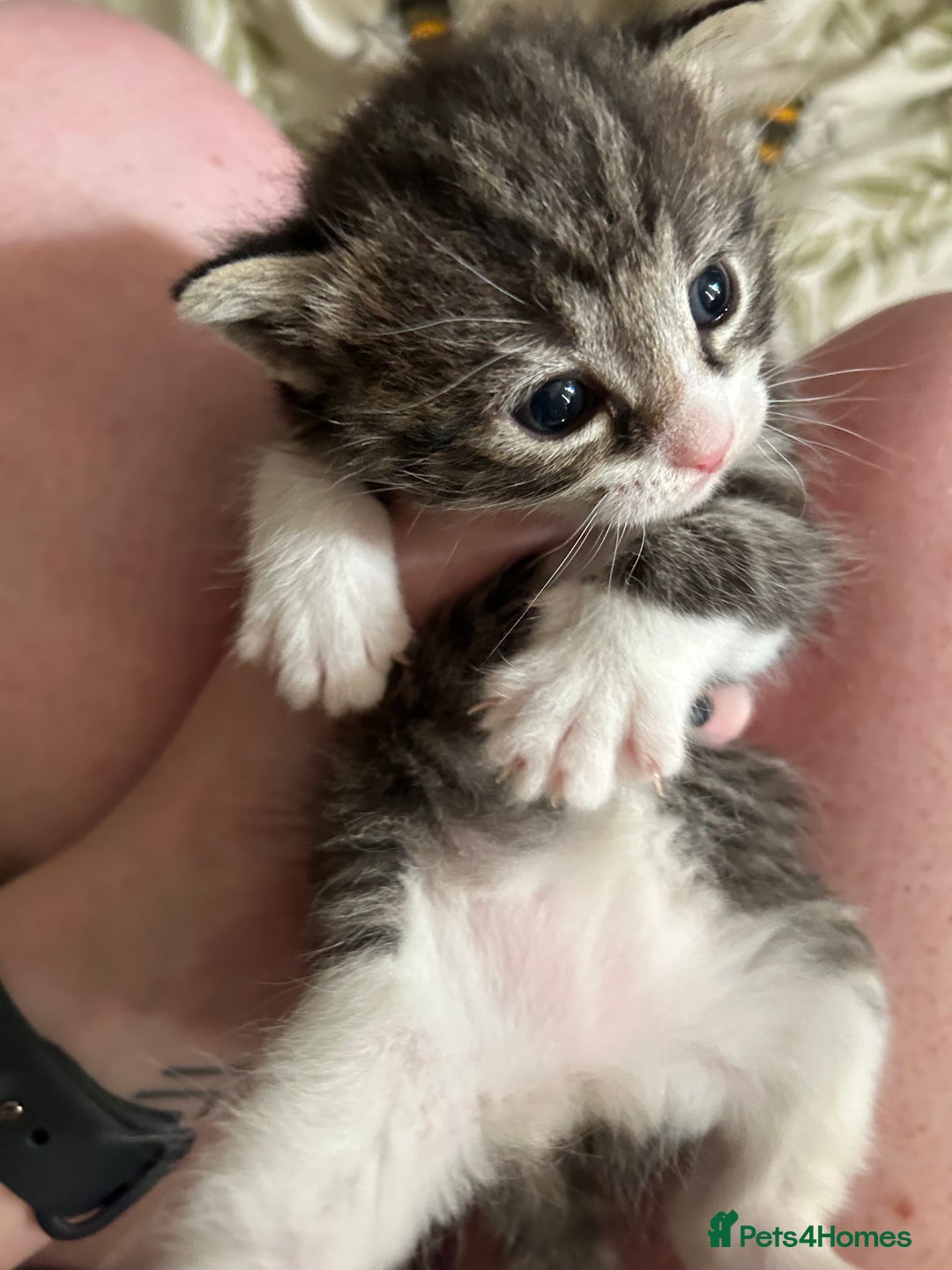 Domestic Shorthair cats for sale: BEAUTIFUL KITTENS FOR SALE, READY TO GO 29th AUG - Image 15