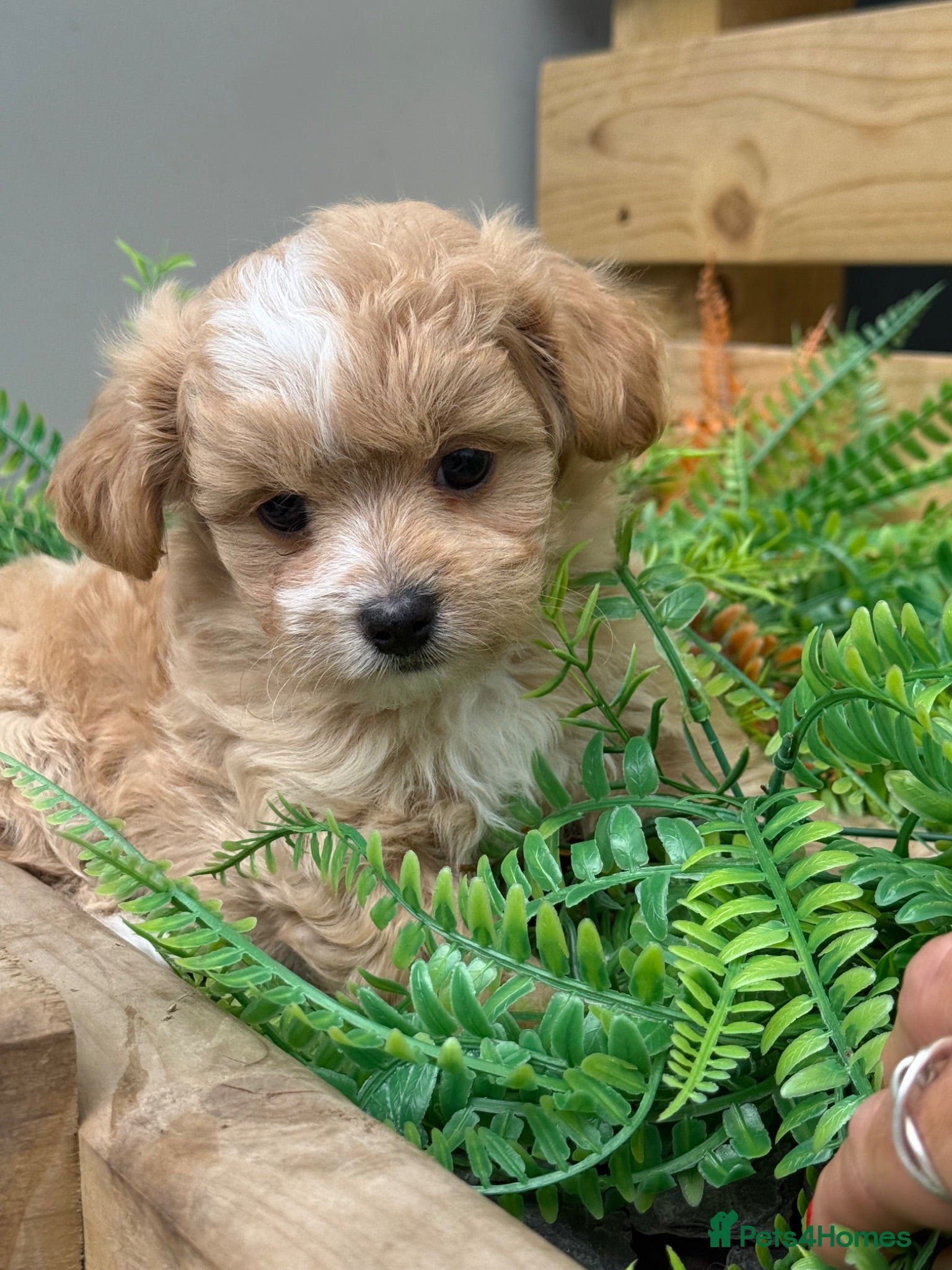 Maltipoo dogs Stunning Maltipoo Boy  - Advert 2
