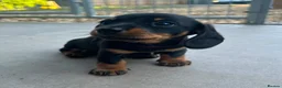 Miniature Dachshund dogs for sale: Miniature Dachshund Smooth Hair Girl KC PRA Clear - Advert 1