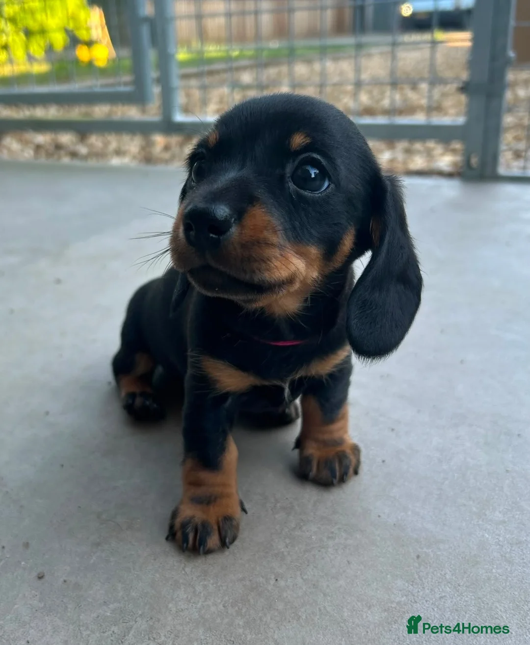 Miniature Dachshund dogs for sale: Miniature Dachshund Smooth Hair Girl KC PRA Clear - Advert 1