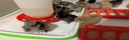 Chickens poultry for sale: Silkie chicks  - Advert 2