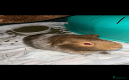 Guinea Pig rodents for sale: Guinea pig  - Image 3