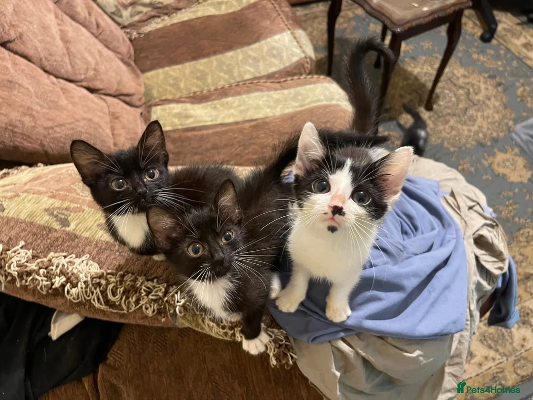 Mixed Breed cats for sale: Playful Kittens looking for Loving Homes 💕 - Advert 1