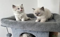 Ragdoll cats for sale: PURE BREED RAGDOLL KITTENS BLUE - Image 5