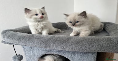 Ragdoll cats - Advert 7