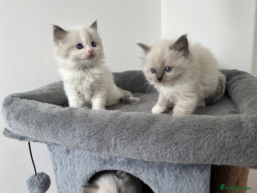 Ragdoll cats for sale: PURE BREED RAGDOLL KITTENS BLUE - Image 5