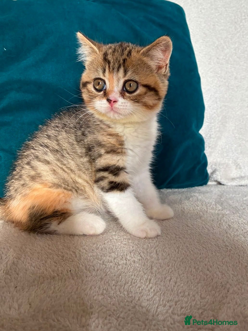 British Shorthair cats 2 beautiful British shorthair girls ready 14/08 - Advert 16