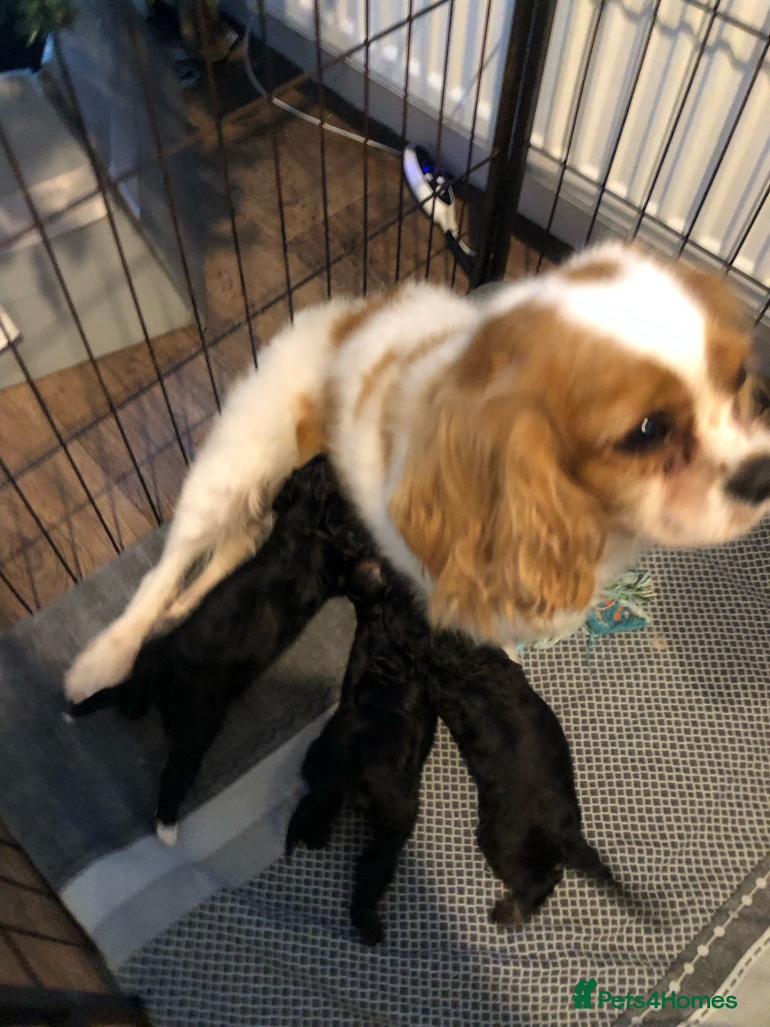 Cavapoo dogs for sale: F1 Cavapoo puppies 1 male 2 females - Advert 10