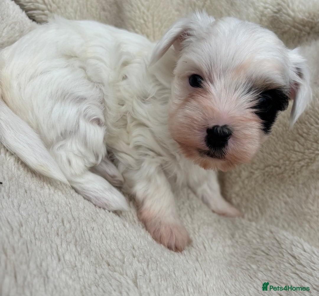 Biewer Terrier dogs for sale: Beautiful biewer terrier puppies 🩷 - Image 7