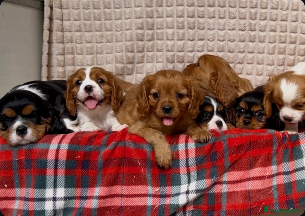 Cavalier King Charles Spaniel dogs STUNNING CAVALIER KING CHARLES PUPPIES  - Advert 2