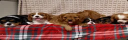 Cavalier King Charles Spaniel dogs for sale: STUNNING CAVALIER KING CHARLES PUPPIES  - Advert 2