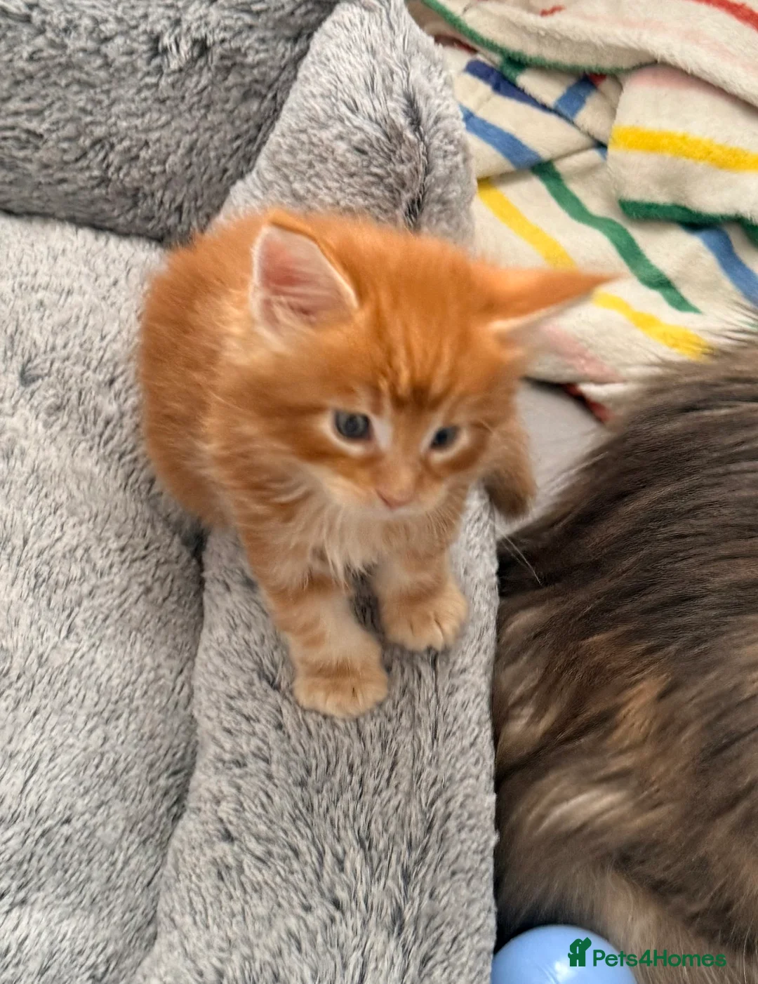 Maine Coon cats for sale: Rare Red Silver Maine Coon Kittens Available  - Advert 40