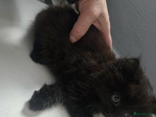 Mixed Breed cats Beautiful Kittens Looking for Loving Homes 🐾 - Advert 1