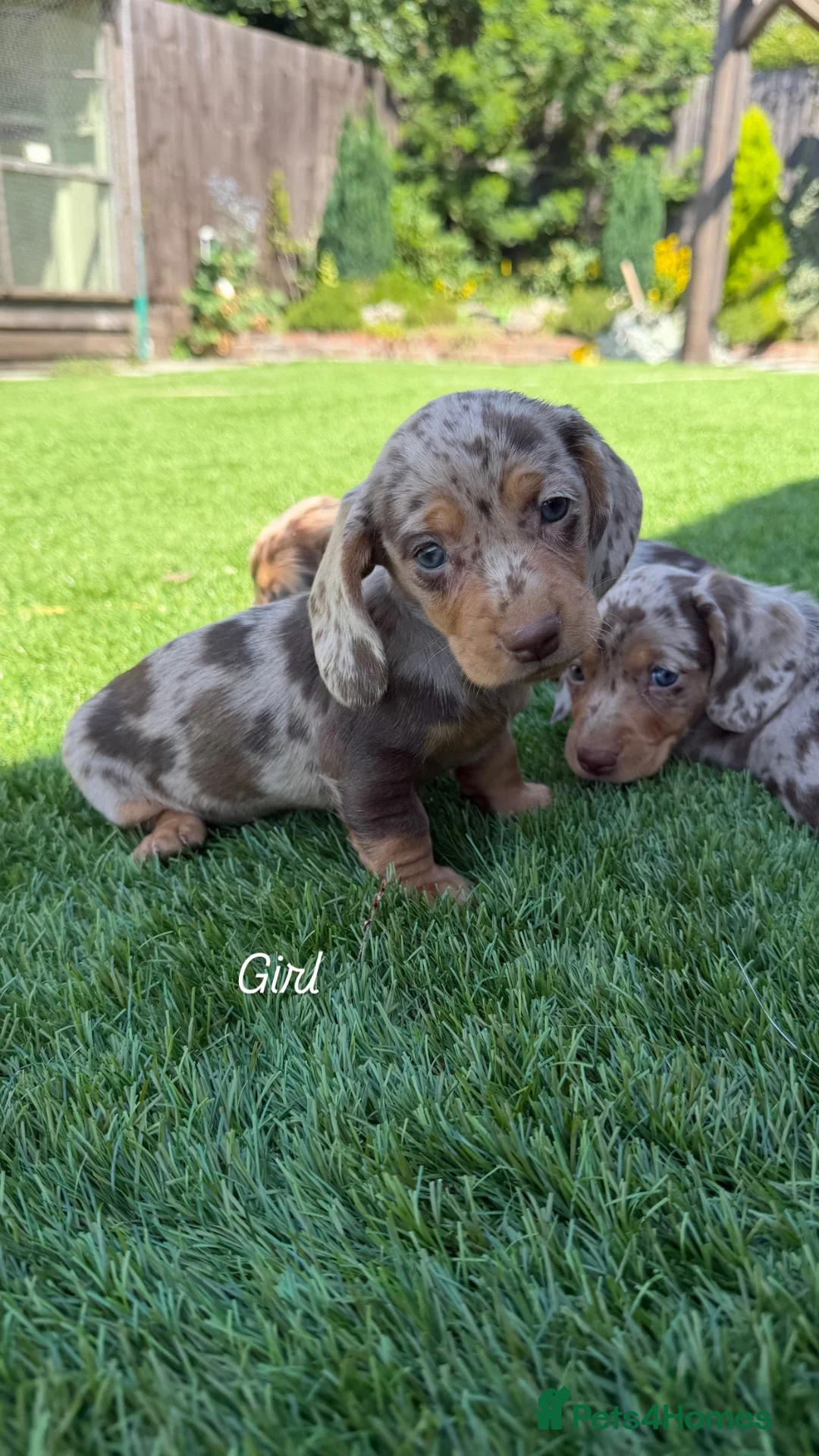Miniature Dachshund dogs for sale: Miniature dachshunds  - Advert 10