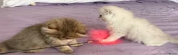 Persian cats for sale: GCCF Registered Persian Kittens Available - Advert 17