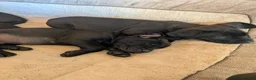 Presa Canario dogs for sale: STUNNING BLACK PRESA CANARIO PUPS 5 BOYS 1 GIRL - Advert 6