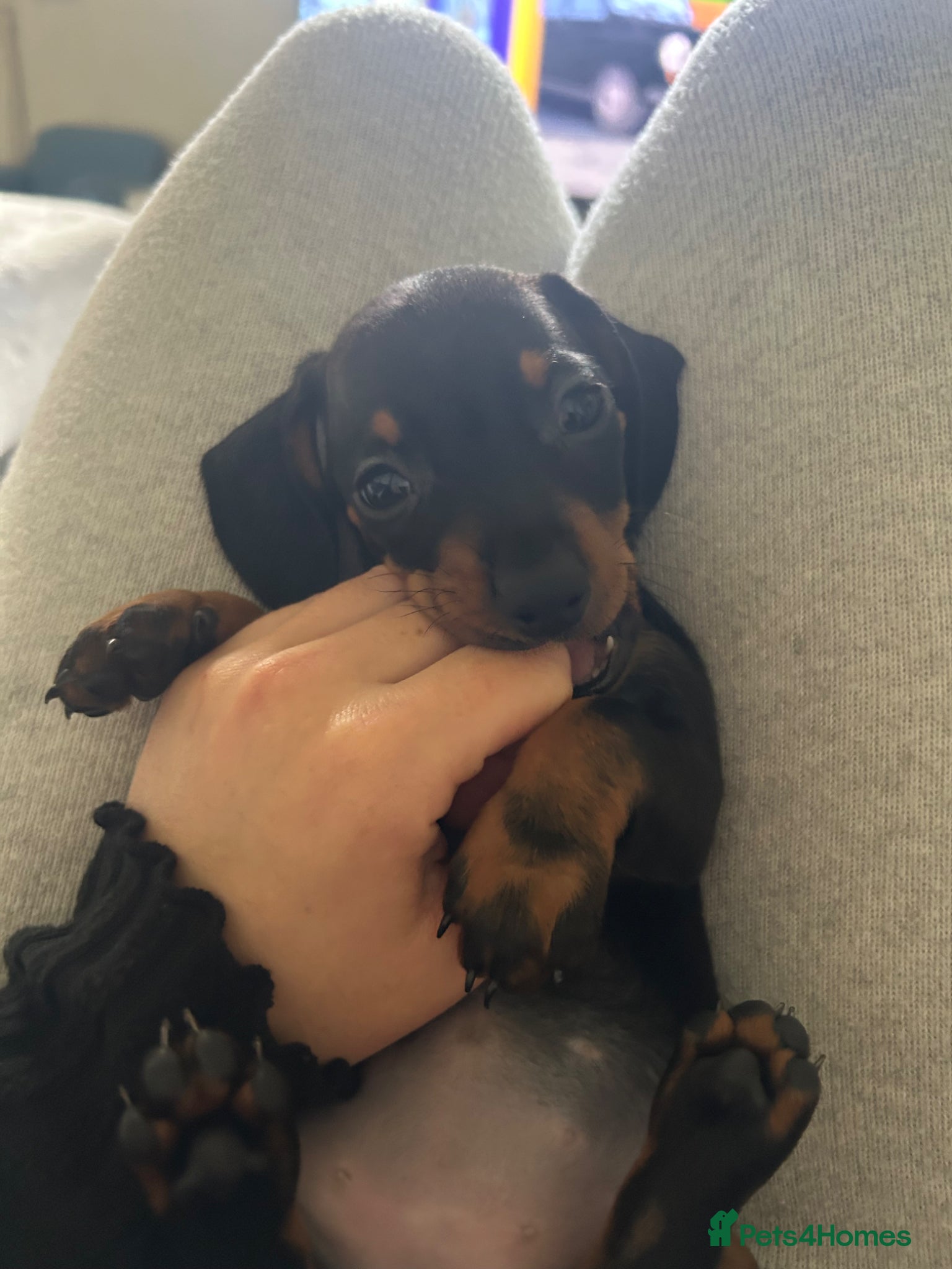 Miniature Dachshund dogs for sale: *reduced* ready now Miniature dachshund.  - Advert 9