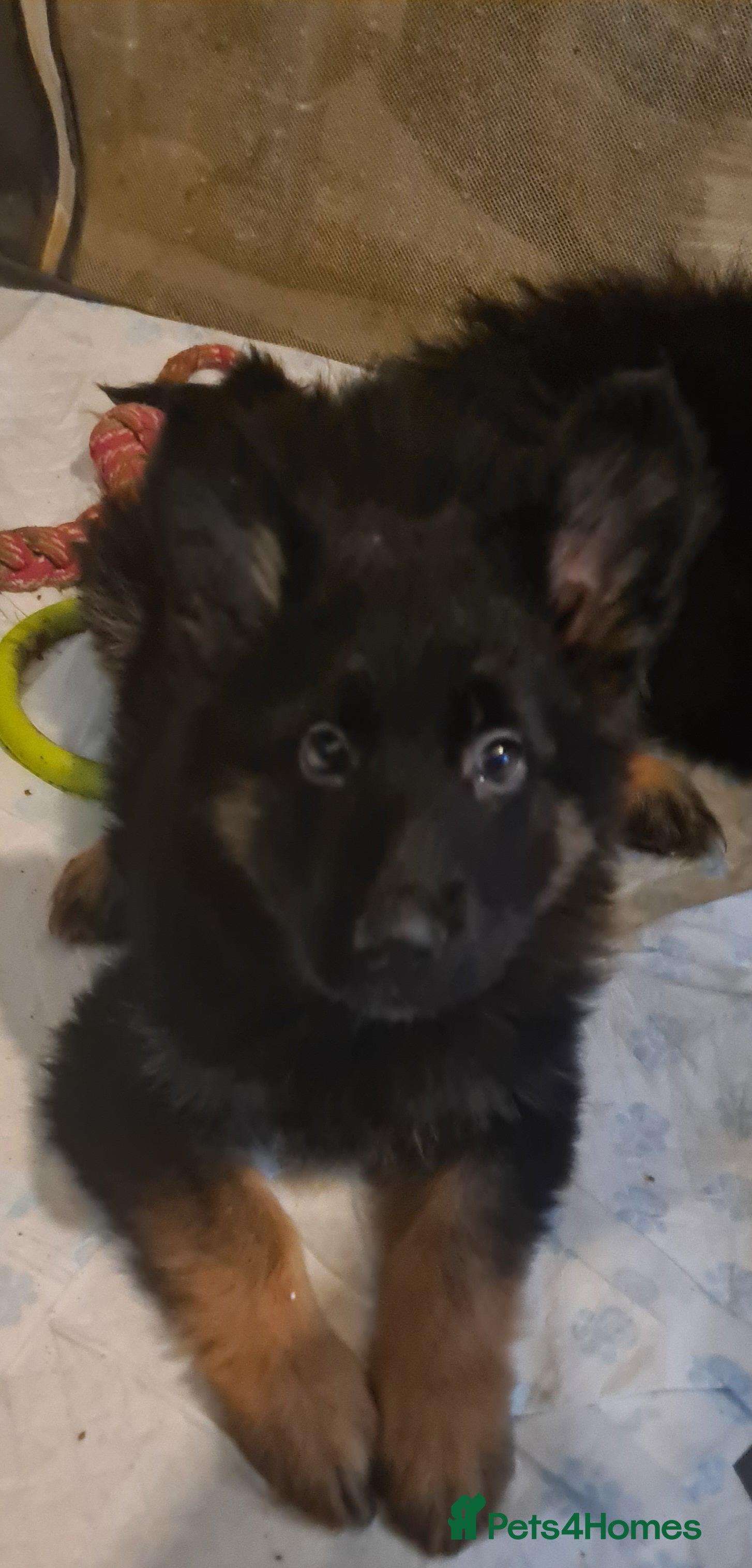 German Shepherd dogs German shepherd puppies - Advert 13