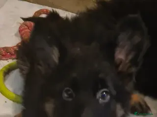 German Shepherd dogs German shepherd puppies - Advert 13