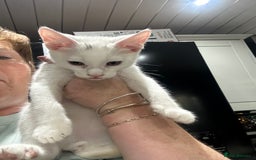 Mixed Breed cats for sale: Mainecoon x kittens  - Image 5