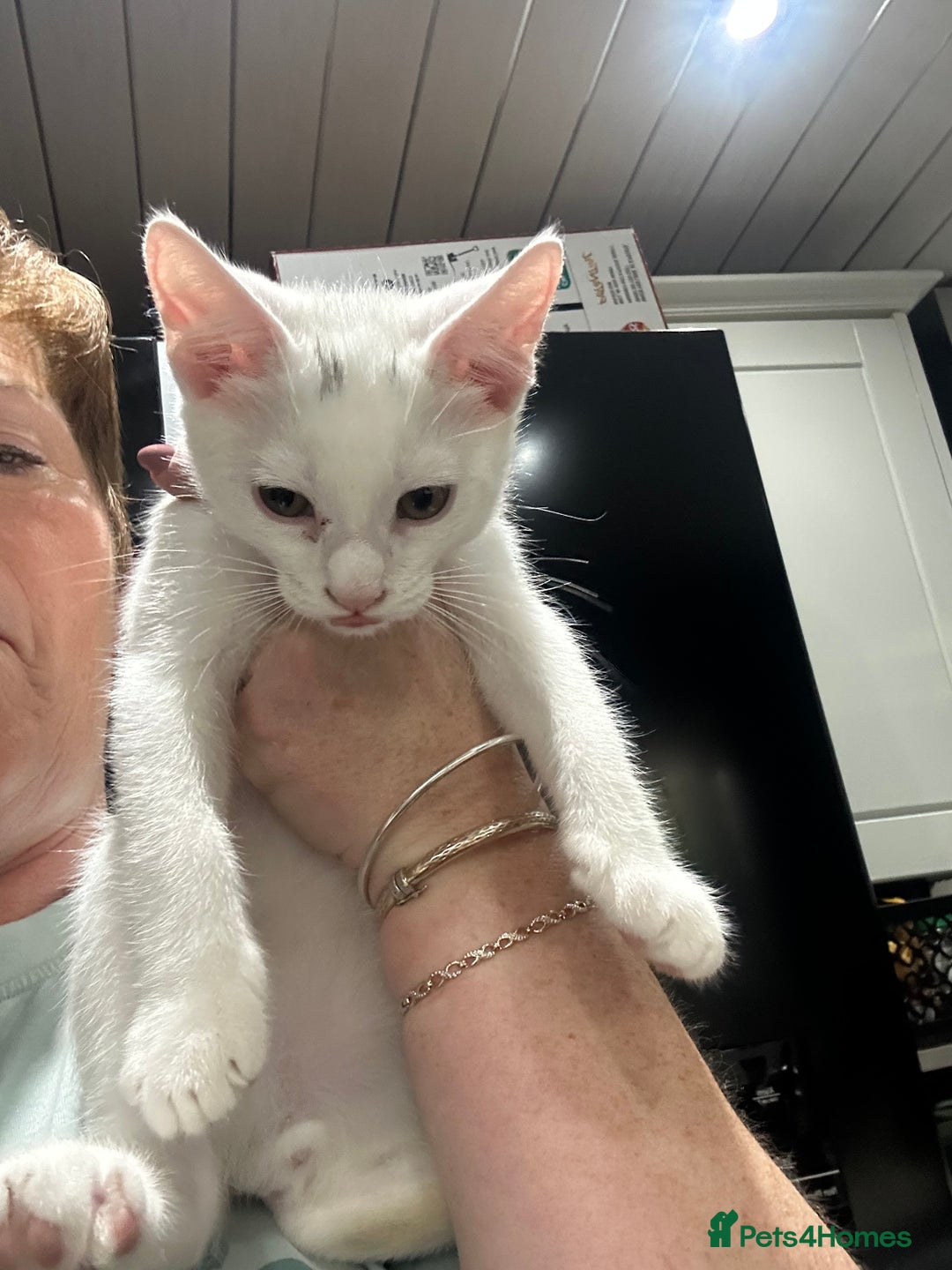 Mixed Breed cats for sale: Mainecoon x kittens  - Image 5
