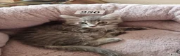 Mixed Breed cats for sale: Kittens for sale  - Advert 2