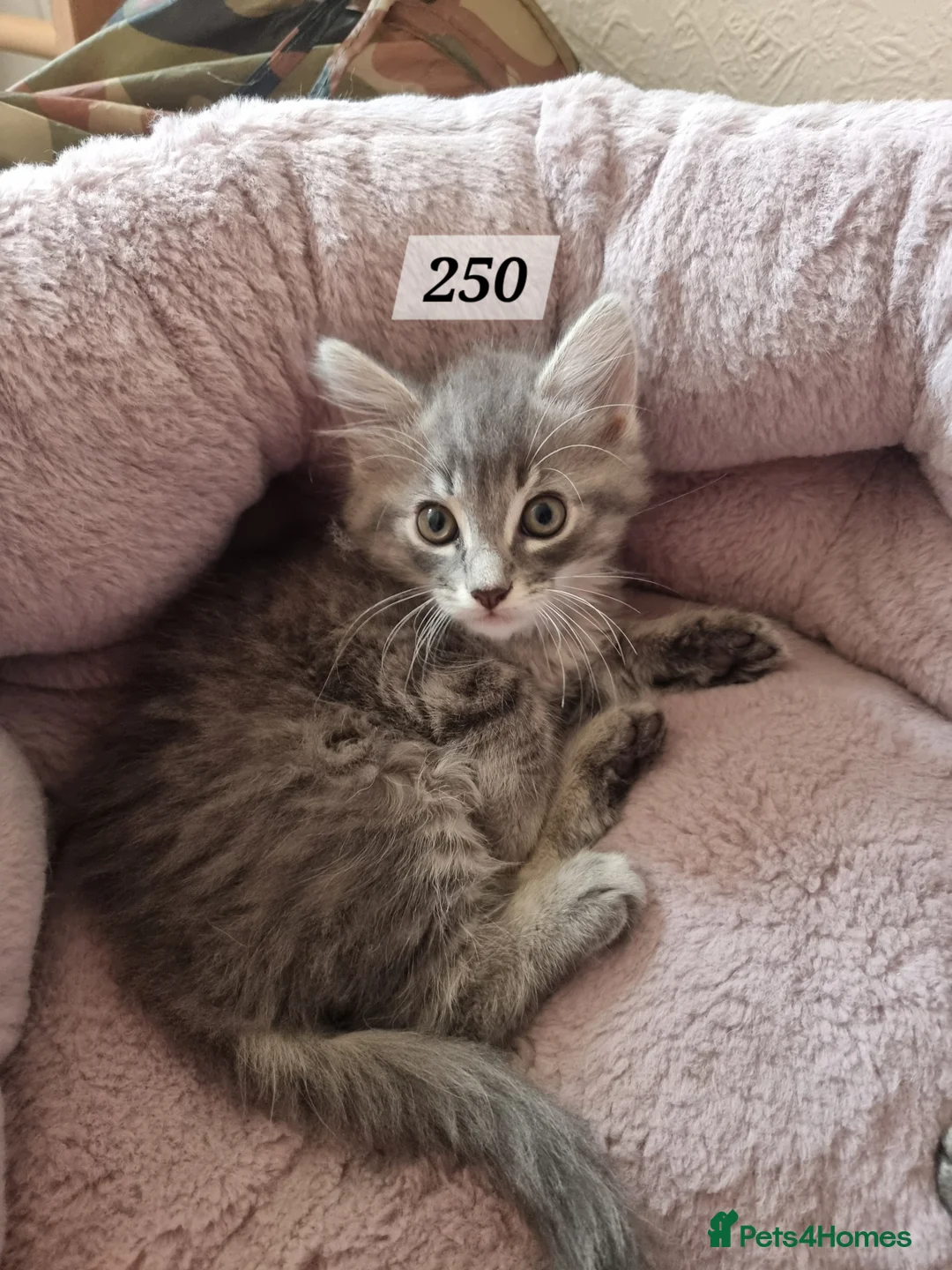 Mixed Breed cats for sale: Kittens for sale  - Advert 2