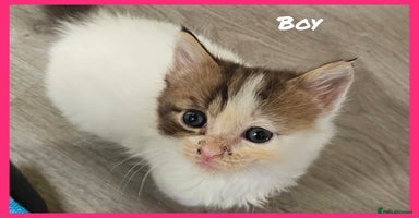 Mixed Breed cats - Advert 10