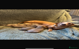 Miniature Dachshund dogs for sale: Stunning ISABELLA miniature dachshunds  - Image 2