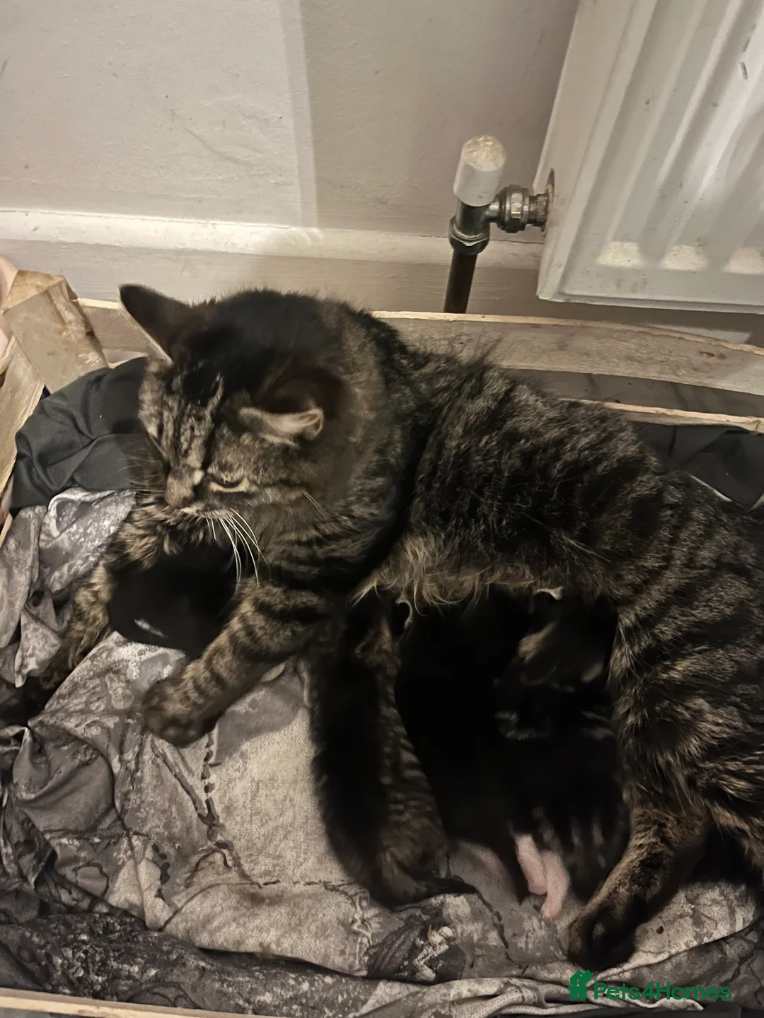 Mixed Breed cats for sale: Mixed Maine coone babies - Advert 2