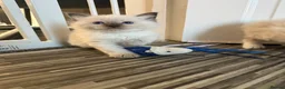 Ragdoll cats for sale: Stunning ragdoll kittens  - Advert 13