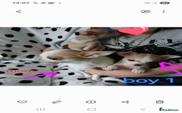 Chihuahua dogs for sale:  - chihuahua - two cheerful boys - Advert 5