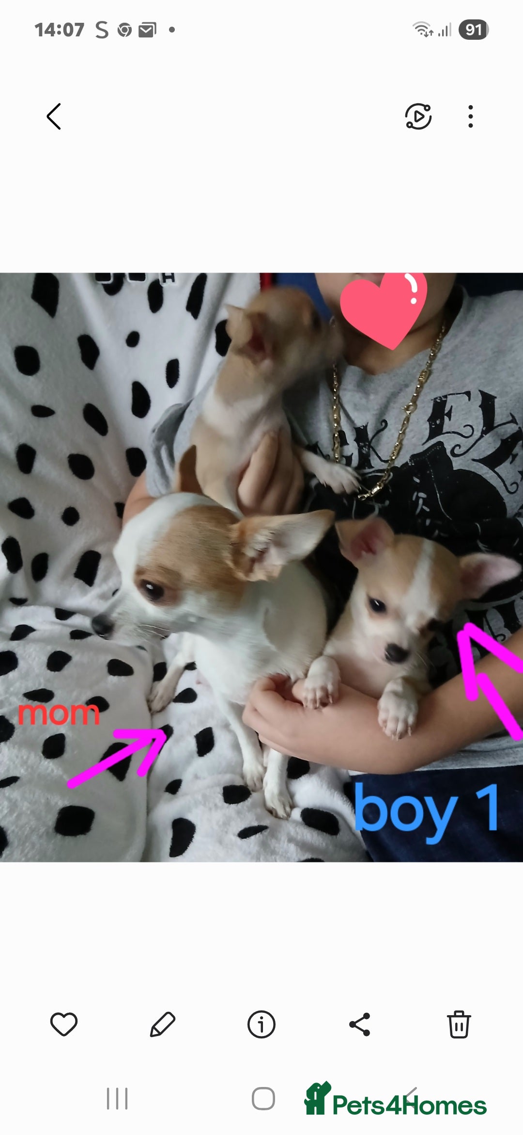 Chihuahua dogs for sale:  - chihuahua - two cheerful boys - Advert 5