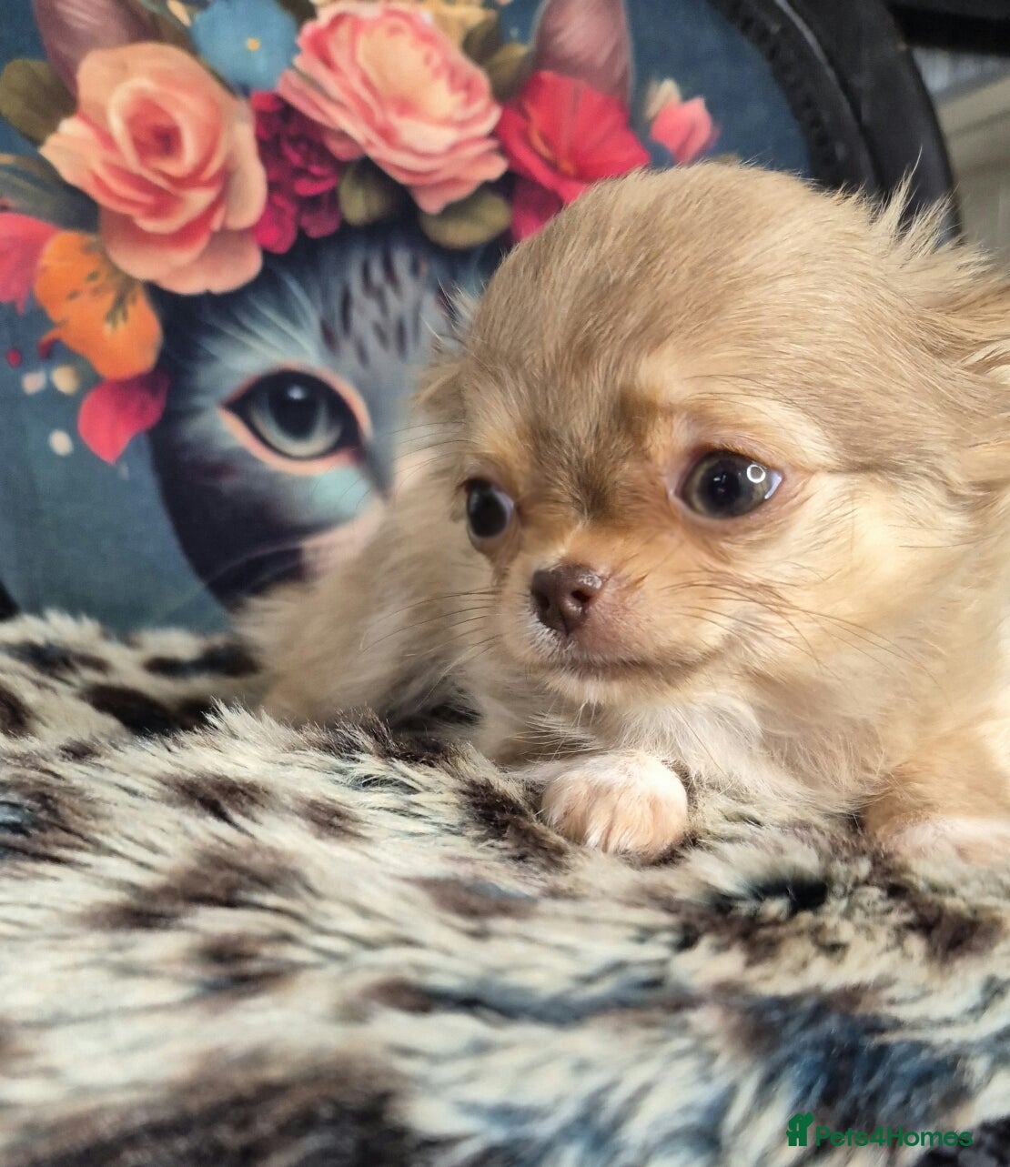 Chihuahua dogs KC registered chihuahua girl - Advert 1