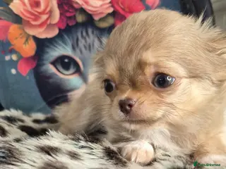 Chihuahua dogs KC registered chihuahua girl - Advert 1