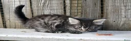 Domestic Shorthair cats for sale: 5 beautiful kittens  - Advert 7
