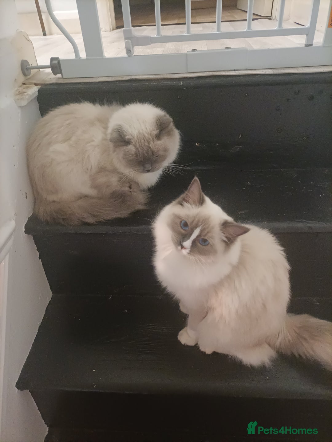 Ragdoll cats for sale: Ragdoll girl - Advert 4