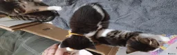 Mixed Breed cats for sale: 3boys&3 girls - Advert 18