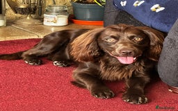 Cocker Spaniel dogs for stud: Gorgeous Chocolate Cocker for stud in Chichester - Image 5
