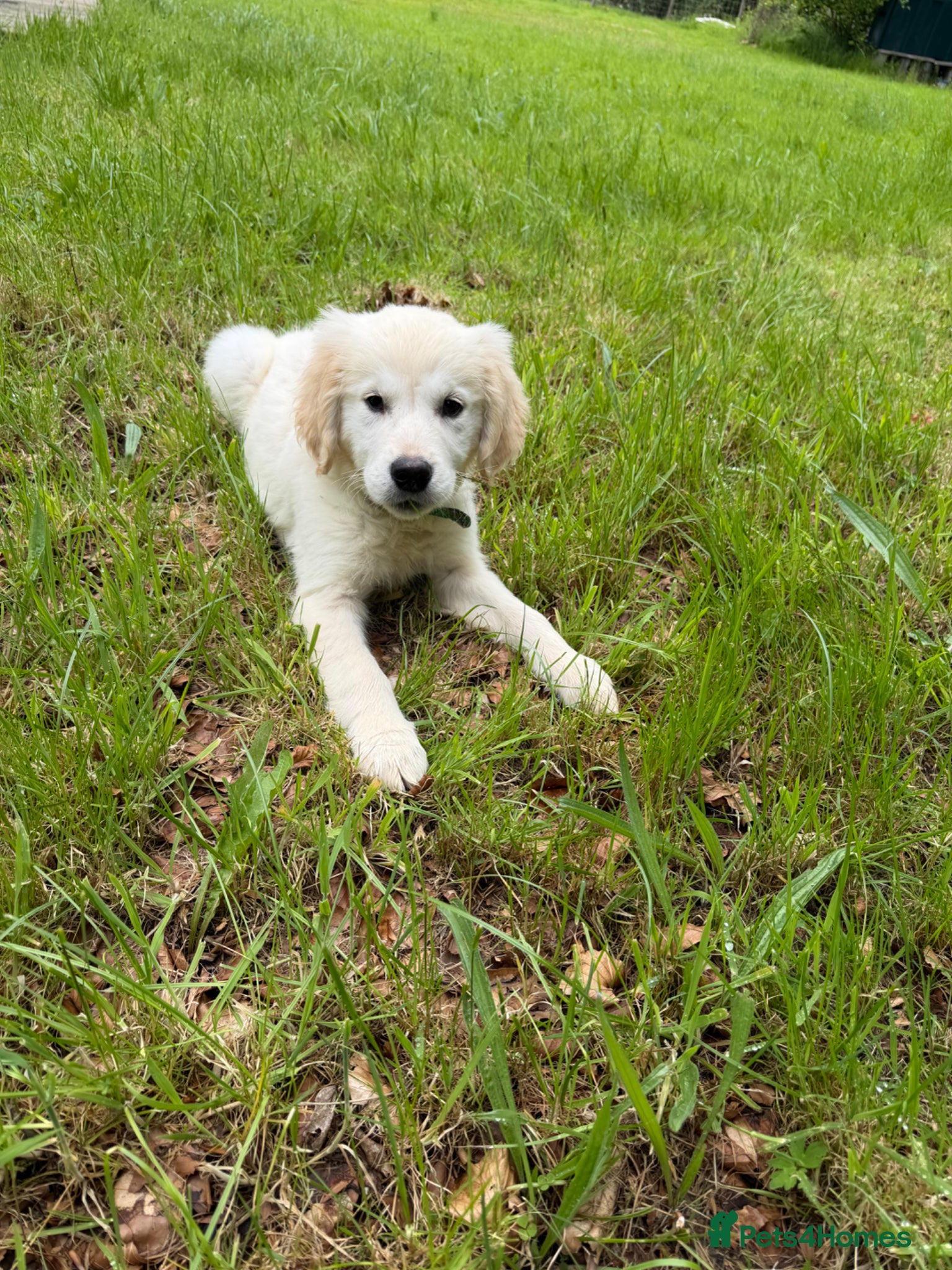 Golden Retriever dogs KC Registered Golden Retriever Pups  - Advert 1