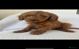 Labradoodle dogs for sale: LICENSED BREEDER F2b mini labradoodles - Image 5