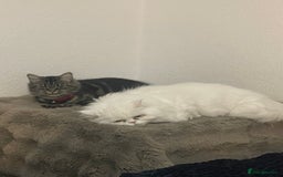 Mixed Breed cats for sale: Cute kittens for sale  - Image 1